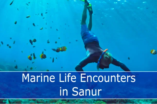 A skilled free diver explores the coral reef, encircled by school of fish.